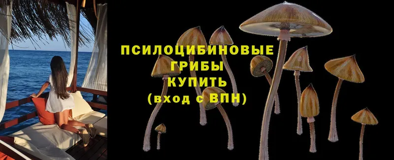 Псилоцибиновые грибы MAGIC MUSHROOMS  где купить наркоту  Татарск 